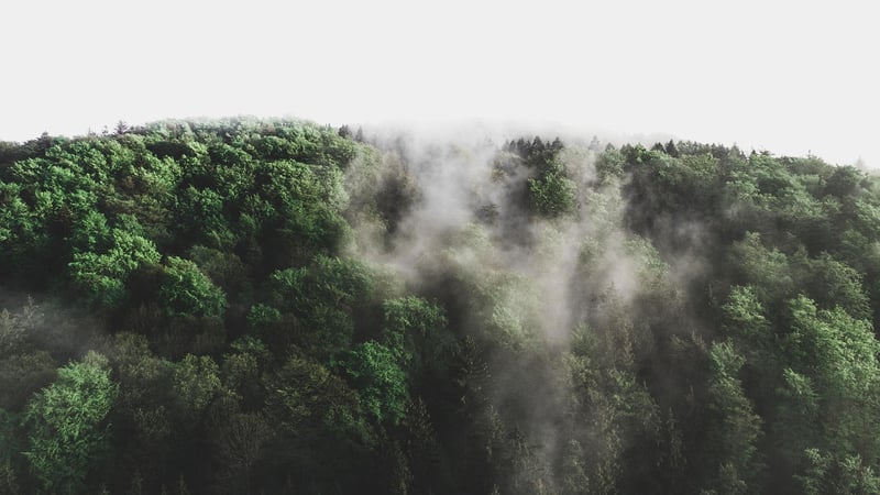 Elven Forest